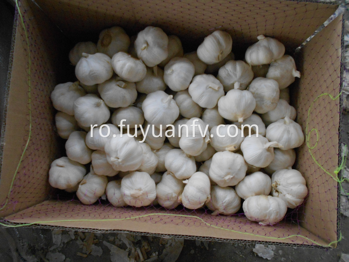 pure white garlic loose carton